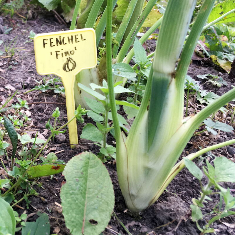 Fenchel