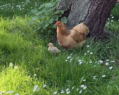 Huehnerkueken 1 2020